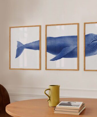 studio topo baleine trio d affiches