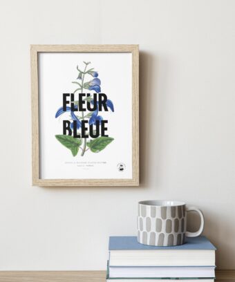 studio topo fleur bleue