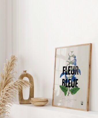 studio topo fleur bleue