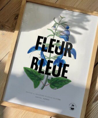 studio topo fleur bleue