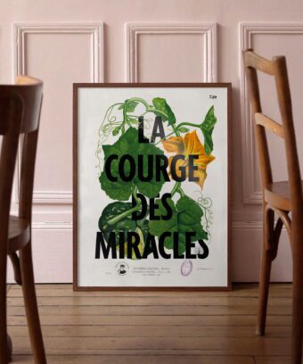 studio topo la courge des miracles