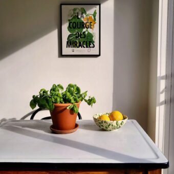 studio topo la courge des miracles