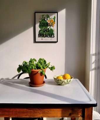 studio topo la courge des miracles