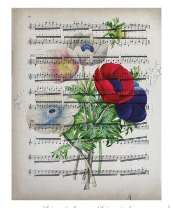 partition Anemones