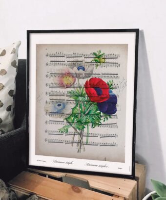 partition Anemones studio topo