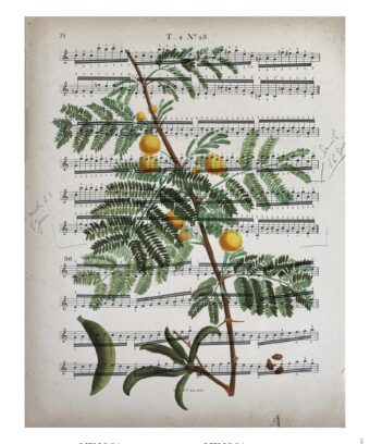 partition Mimosa