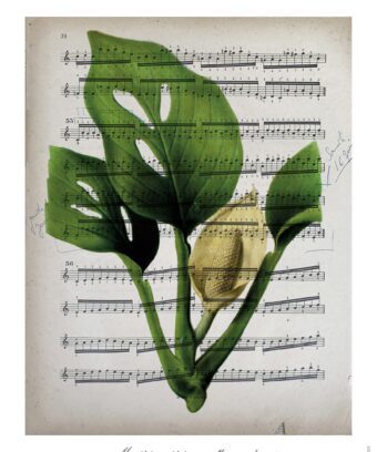 partition Monstera
