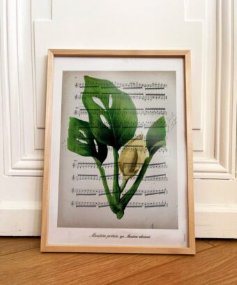 partition Monstera studio topo