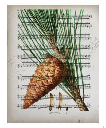partition Pomme de pin