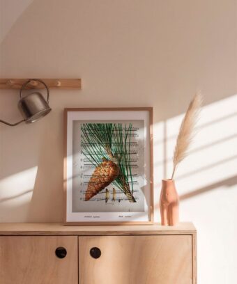 partition Pomme pin studio topo