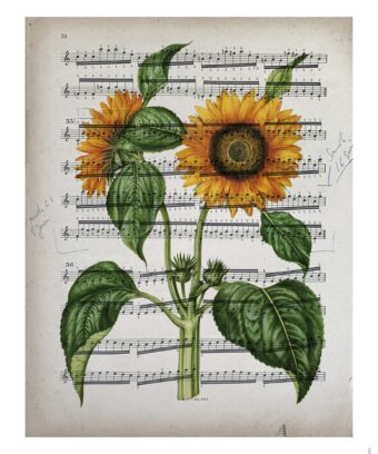 partition Tournesol