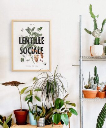 Affiche Lentille Sociale botanique Affiche Lentille Sociale botanique