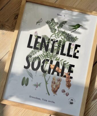 Affiche Lentille Sociale botanique