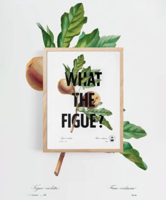 What the figue poster botanique What the figue poster botanique