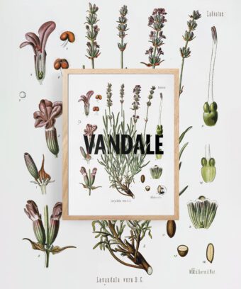 affiche lavande botanique studio topo Vandale