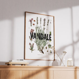 affiche lavande botanique studio topo Vandale
