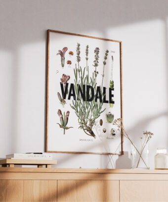 affiche lavande botanique studio topo Vandale affiche lavande botanique studio topo Vandale