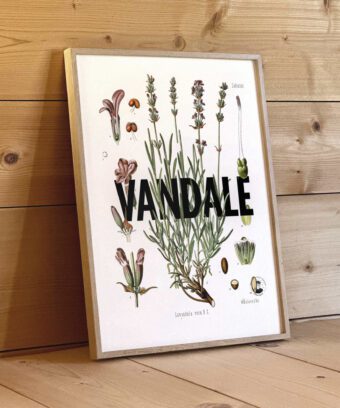 affiche lavande botanique studio topo Vandale