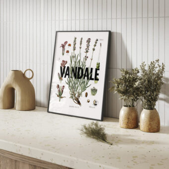 affiche lavande botanique studio topo Vandale