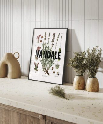 affiche lavande botanique studio topo Vandale affiche lavande botanique studio topo Vandale